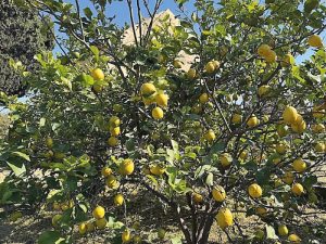 Limone GAL Terre di Aci IA Living Lab