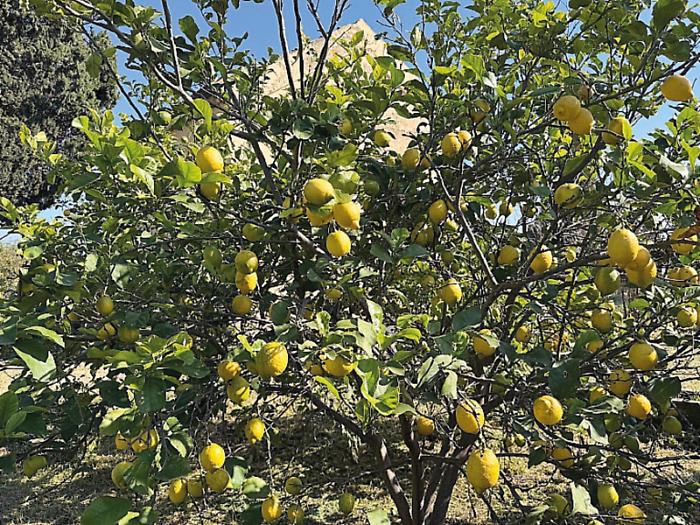 Limone GAL Terre di Aci IA Living Lab